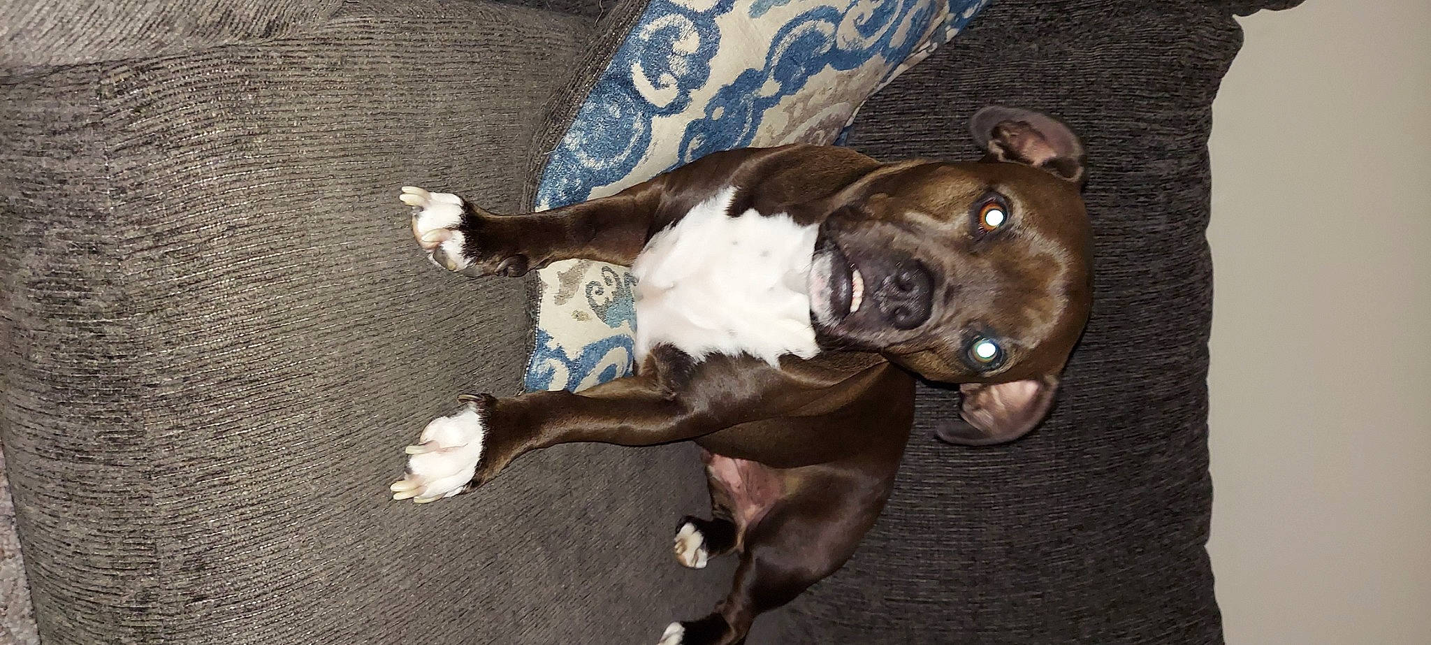 Sir Winston is registered to the contest to win money with this photo: brown, canidae, carnivore, comfort, companion_dog, dog, dog_breed, ear, fawn, flooring, fur, hardwood, liver, snout, sporting_group, tail, terrestrial_animal, whiskers, wood, working_animal