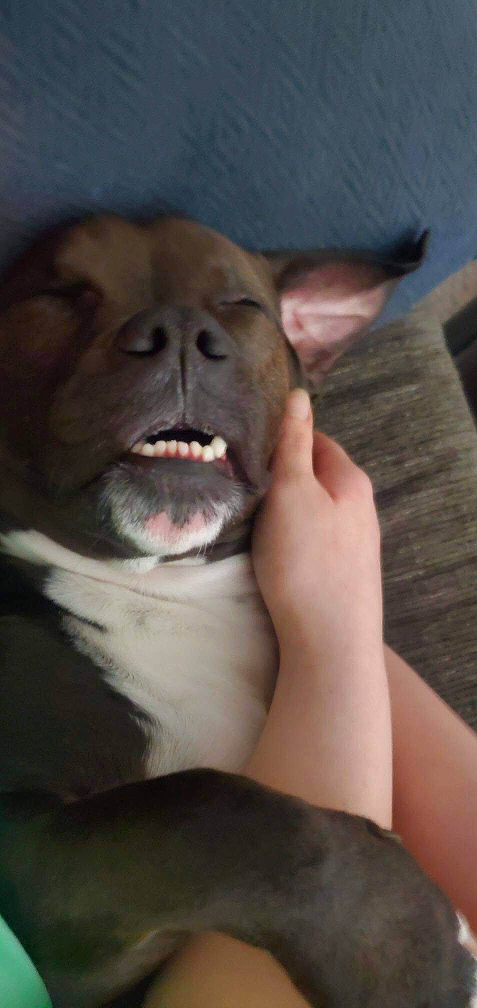 Sir Winston joined the competition — help win amazing prizes! carnivore, chihuahua, comfort, companion_dog, dog, dog_breed, ear, elbow, eye, fawn, fur, gesture, head, jaw, liver, snout, toy_dog, whiskers, working_animal, wrinkle