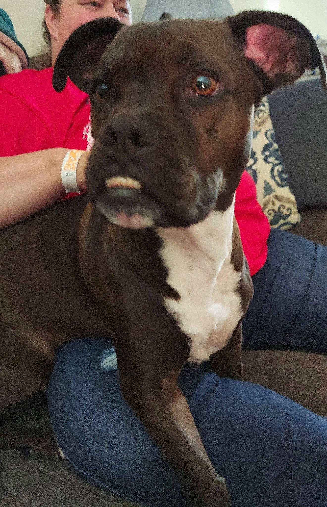 Sir Winston is registered to the contest to win money with this photo: carnivore, chair, collar, comfort, companion_dog, denim, dog, dog_breed, dog_collar, guard_dog, liver, non_sporting_group, t_shirt, toy_dog, watch, whiskers, working_animal, working_dog