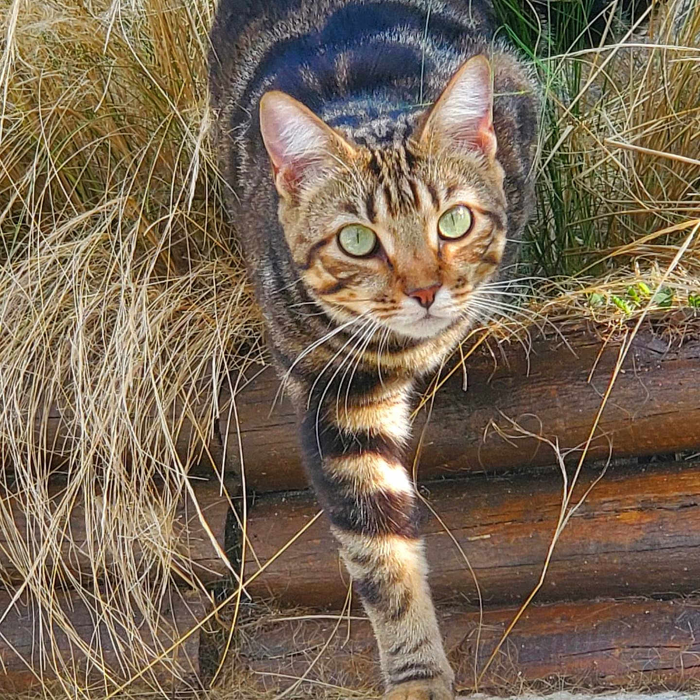 Lilou