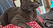 Poppy participe au concours pour gagner de l'argent avec cette photo : alert, animal, cat, couch, cozy, domestic_cat, fur, furniture, gray_cat, home, indoor, living_room, pet, red_checkered_cloth, relaxed, resting, side_view, television, whiskers, yellow_eyes