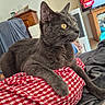 alert, animal, cat, couch, cozy, domestic_cat, fur, furniture, gray_cat, home, indoor, living_room, pet, red_checkered_cloth, relaxed, resting, side_view, television, whiskers, yellow_eyes