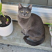 Poppy participe au concours pour gagner de l'argent avec cette photo : animal, calm, cat, concrete, curious, daylight, fur, glass, gray_cat, looking, nature, outdoor, pet, plant_pot, sitting, sprouting_bulbs, tail, whiskers, window, yellow_eyes