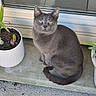 animal, calm, cat, concrete, curious, daylight, fur, glass, gray_cat, looking, nature, outdoor, pet, plant_pot, sitting, sprouting_bulbs, tail, whiskers, window, yellow_eyes