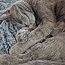 Poppy participe au concours pour gagner de l'argent avec cette photo : animal, blanket, cat, cozy, curled_up, cute, domestic, feline, fur, gray_cat, indoor, nap, paws, peaceful, pet, relaxed, resting, sleeping, soft, whiskers
