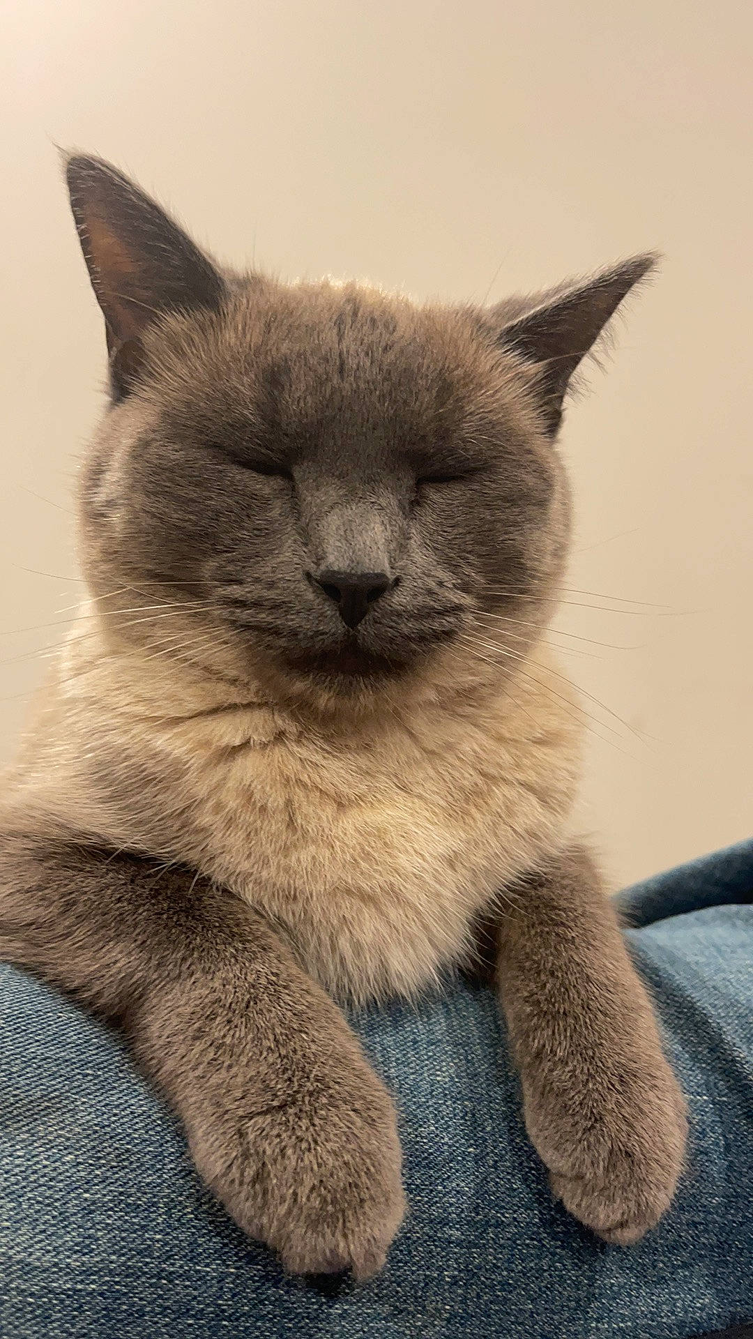 Khaleesi joined the competition — help win amazing prizes! birman, carnivore, cat, claw, comfort, domestic_short_haired_cat, fawn, felidae, fur, grey, paw, russian_blue, siamese, small_to_medium_sized_cats, snout, terrestrial_animal, whiskers