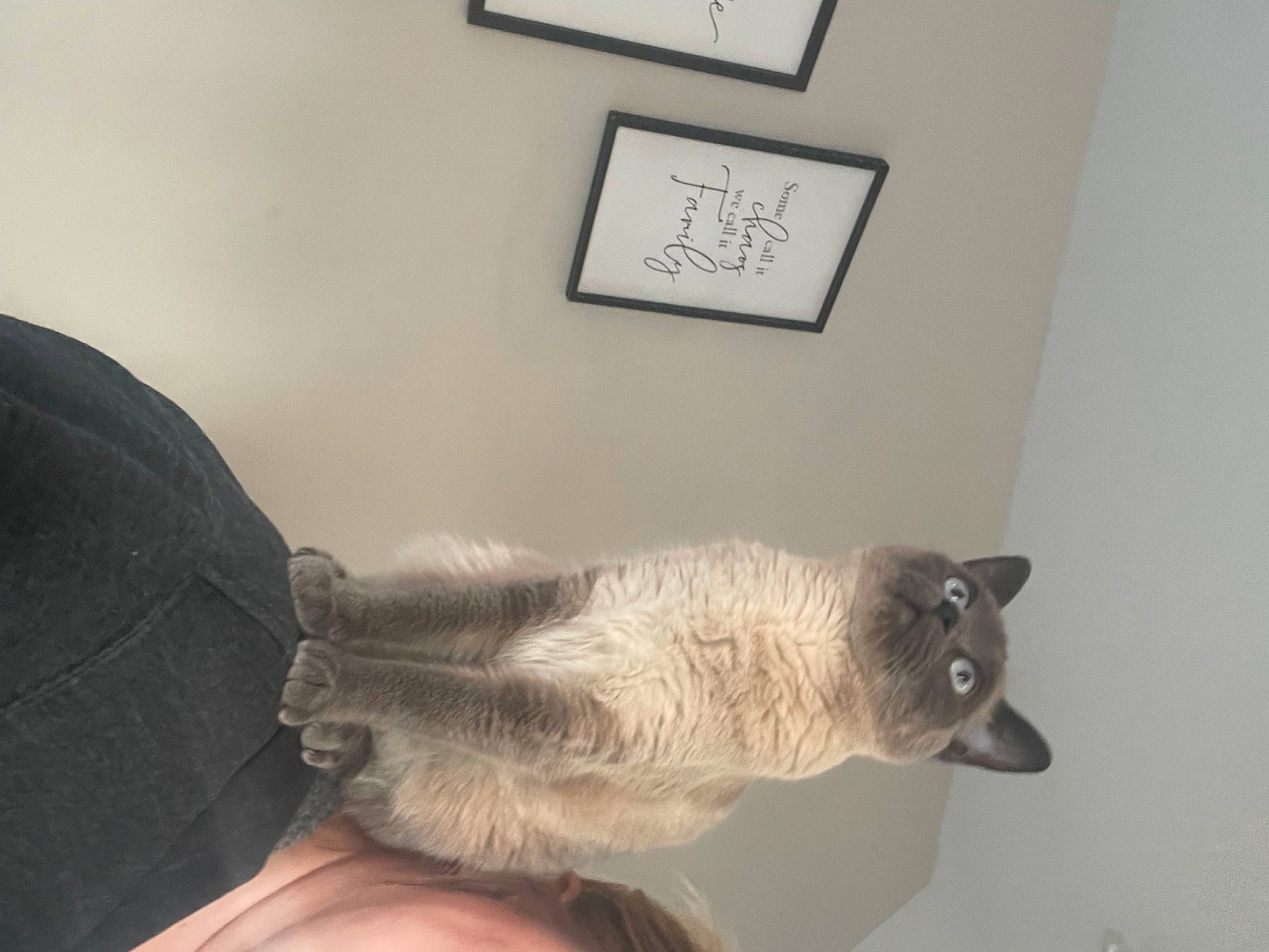 Khaleesi joined the competition — help win amazing prizes! carnivore, cat, claw, companion_dog, dog_breed, domestic_short_haired_cat, fawn, felidae, flooring, fur, grey, hardwood, paw, picture_frame, room, siamese, small_to_medium_sized_cats, tail, whiskers, wood