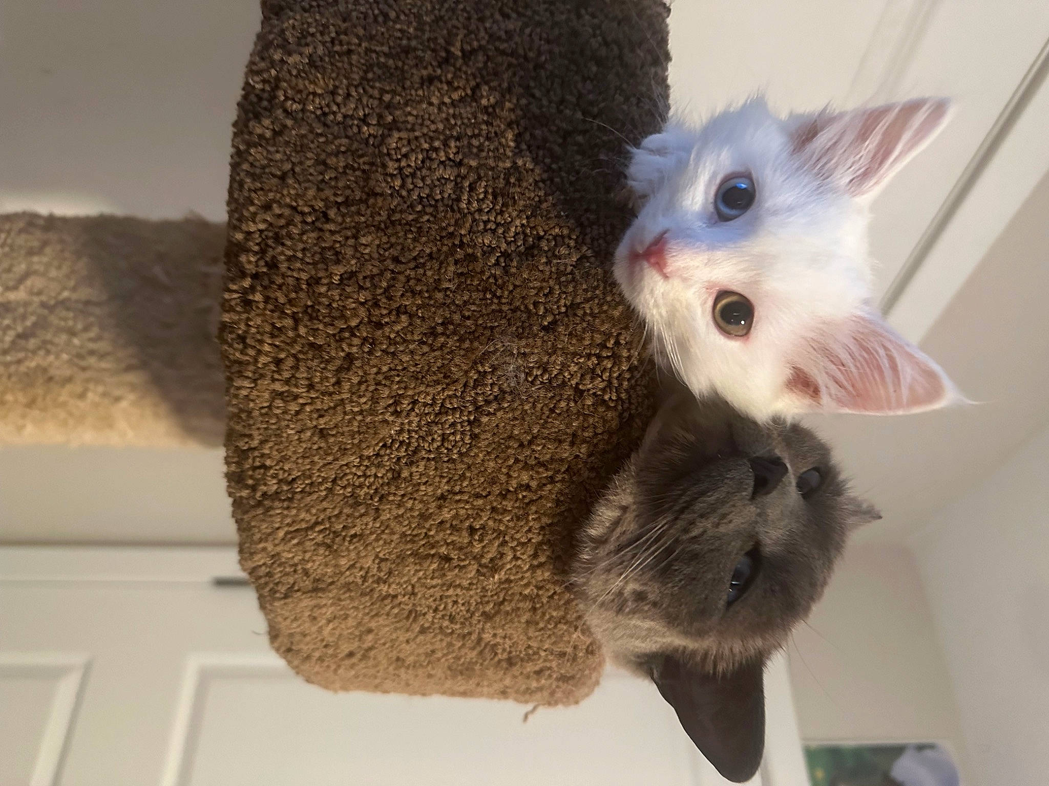 Billie is registered to the contest to win money with this photo: carnivore, cat, cat_furniture, cat_supply, claw, domestic_short_haired_cat, fawn, felidae, fur, paw, pet_supply, small_to_medium_sized_cats, snout, tail, whiskers, wool