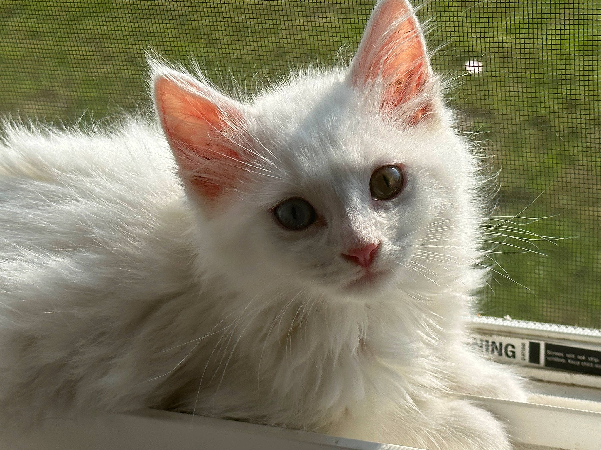 Billie is registered to the contest to win money with this photo: carnivore, cat, claw, domestic_short_haired_cat, felidae, fur, paw, small_to_medium_sized_cats, snout, terrestrial_animal, vehicle_registration_plate, whiskers