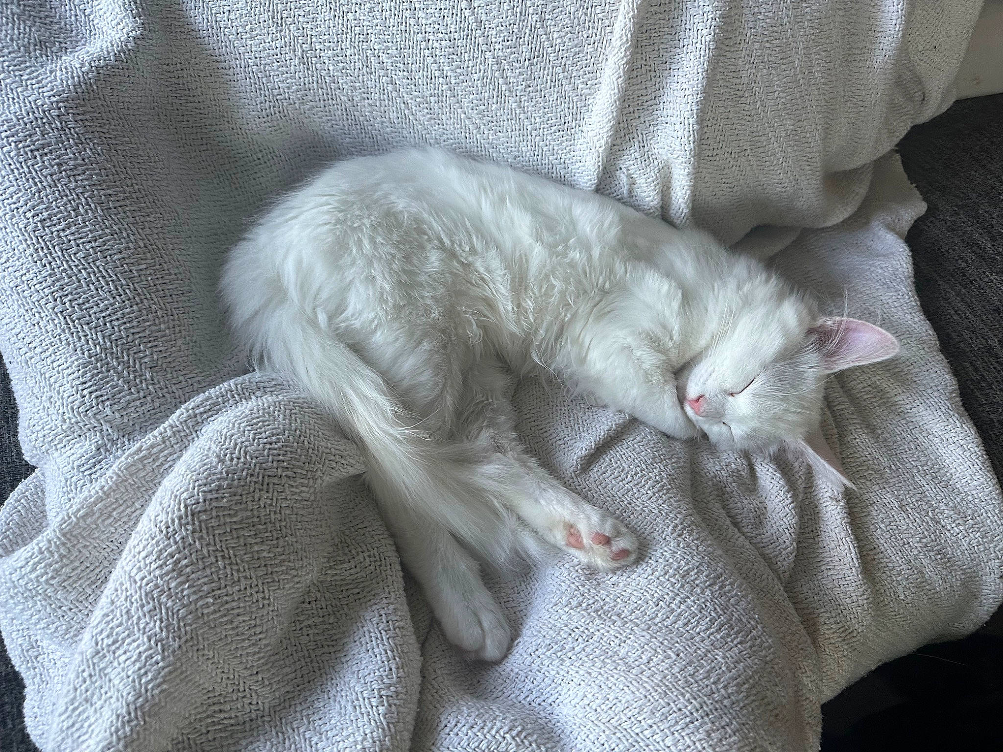 Billie joined the competition — help win amazing prizes! carnivore, cat, claw, comfort, domestic_short_haired_cat, felidae, fur, grey, nap, paw, sleep, small_to_medium_sized_cats, tail, whiskers