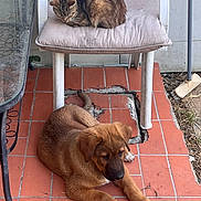 Blade a rejoint le concours — aidez-le/la à gagner de superbes lots ! animal, broom, cat, cracked_floor, cushion, dog, fur, glass_table, lying_dog, outdoor, patio, pet, plastic_chair, puppy, quiet, red_tiles, relaxed, resting, sleeping_cat, tabby_cat