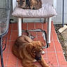 animal, broom, cat, cracked_floor, cushion, dog, fur, glass_table, lying_dog, outdoor, patio, pet, plastic_chair, puppy, quiet, red_tiles, relaxed, resting, sleeping_cat, tabby_cat
