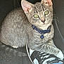 Nube is registered to the contest to win money with this photo: cat, kitten, gray_tabby, green_eyes, collar, bell, shoe, sneaker, nike, footwear, jeans, ripped_jeans, car_floor_mat, paw, indoor, pet, animal, curious, close_up, resting