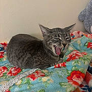 Nube joined the competition — help win amazing prizes! cat, tabby, yawning, animal, pet, feline, sleepy, resting, blanket, floral_pattern, cozy, indoor, cute, whiskers, ears, fur, relaxed, laying, comfort, home