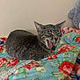 cat, tabby, yawning, animal, pet, feline, sleepy, resting, blanket, floral_pattern, cozy, indoor, cute, whiskers, ears, fur, relaxed, laying, comfort, home