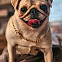 Cheerio is registered to the contest to win money with this photo: dog, pug, pet, canine, closeup, tongue, chain, indoor, portrait, animal, cute, furry, face, expression, smiling, domestic, companion, blurred_background, golden_chain, friendly