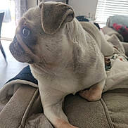 Cheerio is registered to the contest to win money with this photo: dog, pug, pet, indoor, couch, blanket, living_room, fur, animal, canine, domestic_animal, side_view, relaxing, paw, ear, snout, whiskers, window, furniture, daylight