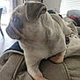 dog, pug, pet, indoor, couch, blanket, living_room, fur, animal, canine, domestic_animal, side_view, relaxing, paw, ear, snout, whiskers, window, furniture, daylight