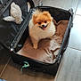 dog, pomeranian, suitcase, pet, indoor, floor, happiness, fur, small_dog, open_suitcase, tongue_out, home, tile_floor, cushion, looking_up, toy, domestic_animal, cute, travel, canine