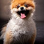 dog, pomeranian, pet, fluffy, tongue_out, happy, cute, animal, fur, portrait, studio, smiling, small_dog, domestic_animal, mammal, brown, white, face, canine, friendly