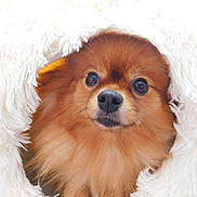 Swinny a rejoint le concours — aidez-le/la à gagner de superbes lots ! dog, brown_dog, fluffy, pet, cute, animal, fur, blanket, white, cozy, portrait, close_up, eyes, nose, whiskers, indoors, soft, warm, fur_texture, curious