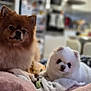 Swinny a rejoint le concours — aidez-le/la à gagner de superbes lots ! dog, pomeranian, brown_dog, white_dog, fluffy, pet, indoor, blanket, cozy, couch, living_room, animal, cute, fur, small_dog, domestic_animal, companion, relaxing, household, furniture