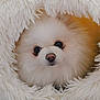dog, pomeranian, fluffy, white, cute, pet, animal, portrait, face, eyes, nose, fur, cozy, blanket, soft, circular_opening, indoor, small, adorable, closeup