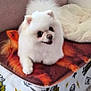 dog, pomeranian, white_fur, fluffy, pet, blanket, bed, couch, jacket, indoor, cozy, animal, small_dog, fur, cute, resting, comfortable, home, living_room, soft