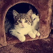 Hocus is registered to the contest to win money with this photo: animal, brown, cat, cat_condo, cozy, curious, cute, domestic, eyes, face, feline, fur, home, indoor, kitten, pets, playful, resting, whiskers, young