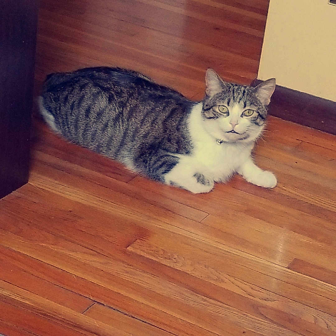 Hocus is registered to the contest to win money with this photo: animal, box, cat, curious, domestic_cat, doorway, feline, flooring, hardwood_floor, home, indoor, living_space, pet, relaxed, resting, striped_fur, tabby_cat, text_on_box, white_paws, wood