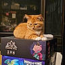 Hercules is registered to the contest to win money with this photo: animal, board_game, box, cat, collar, cute, domestic_animal, feline, fur, household, indoor, orange_tabby, paw, pet, relaxed, resting, sitting, stack, table, window