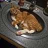 Hercules joined the competition — help win amazing prizes! animal, bathroom, cat, claws, comb, countertop, curious, domestic_cat, faucet, fur, indoor, orange_cat, pet, pink_paw_pads, relaxed, resting, sink, soap_bottle, whiskers, white_cat