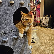 Hercules is registered to the contest to win money with this photo: animal, bell, box, cat, cat_condo, chair, collar, cozy, curious, domestic_animal, floor_tiles, furniture, home, indoor, orange_tabby, pet, pet_accessory, purple_toy, relaxed, white_paws