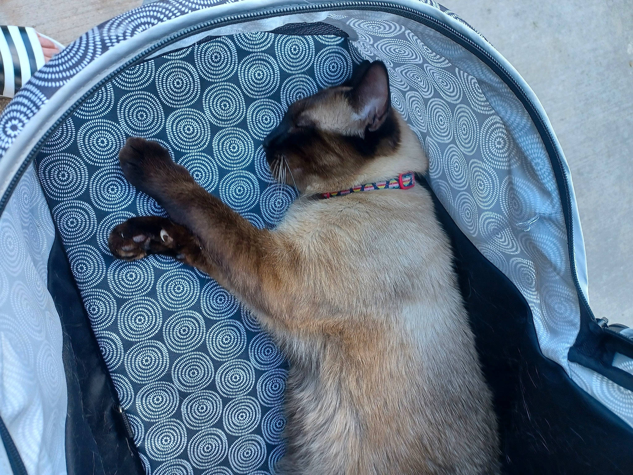 Eros joined the competition — help win amazing prizes! balinese, carnivore, cat, comfort, dishware, domestic_short_haired_cat, electric_blue, fawn, felidae, fur, pattern, paw, serveware, siamese, small_to_medium_sized_cats, snout, tableware, tail, thai, whiskers