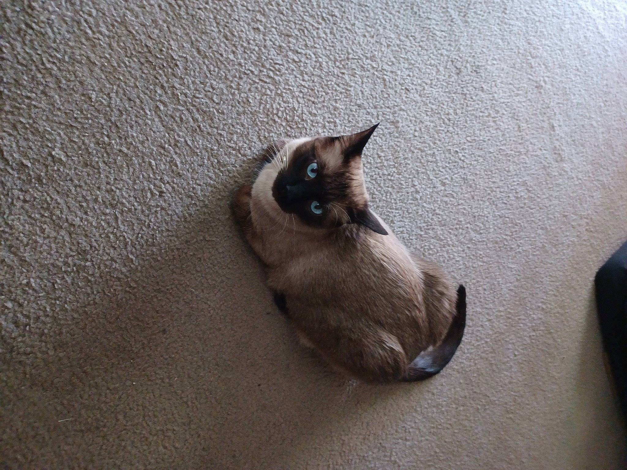 Eros is registered to the contest to win money with this photo: balinese, brown, carnivore, cat, comfort, domestic_short_haired_cat, fawn, felidae, flooring, fur, grey, hardwood, paw, siamese, small_to_medium_sized_cats, snout, tail, thai, whiskers, wood