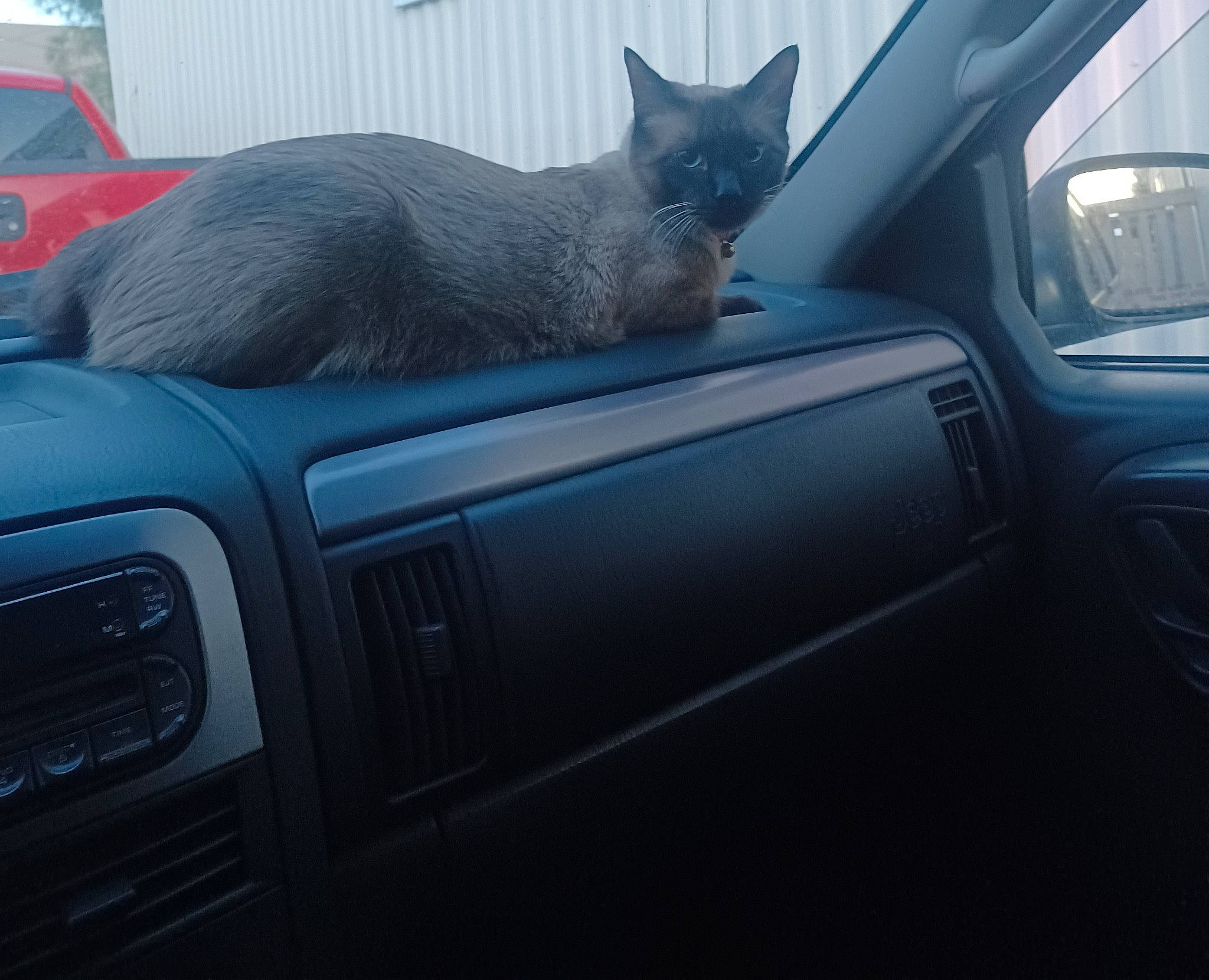 Eros joined the competition — help win amazing prizes! auto_part, automotive_design, automotive_exterior, automotive_mirror, automotive_tire, car, cat, felidae, fender, hood, motor_vehicle, personal_luxury_car, rim, russian_blue, snout, steering_wheel, vehicle, vehicle_door, window, windshield