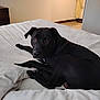 Rocky is registered to the contest to win money with this photo: dog, black_dog, bed, white_bed, pillow, indoor, room, wooden_floor, furniture, ironing_board, dresser, pet, animal, canine, resting, looking, curious, cozy, domestic, household