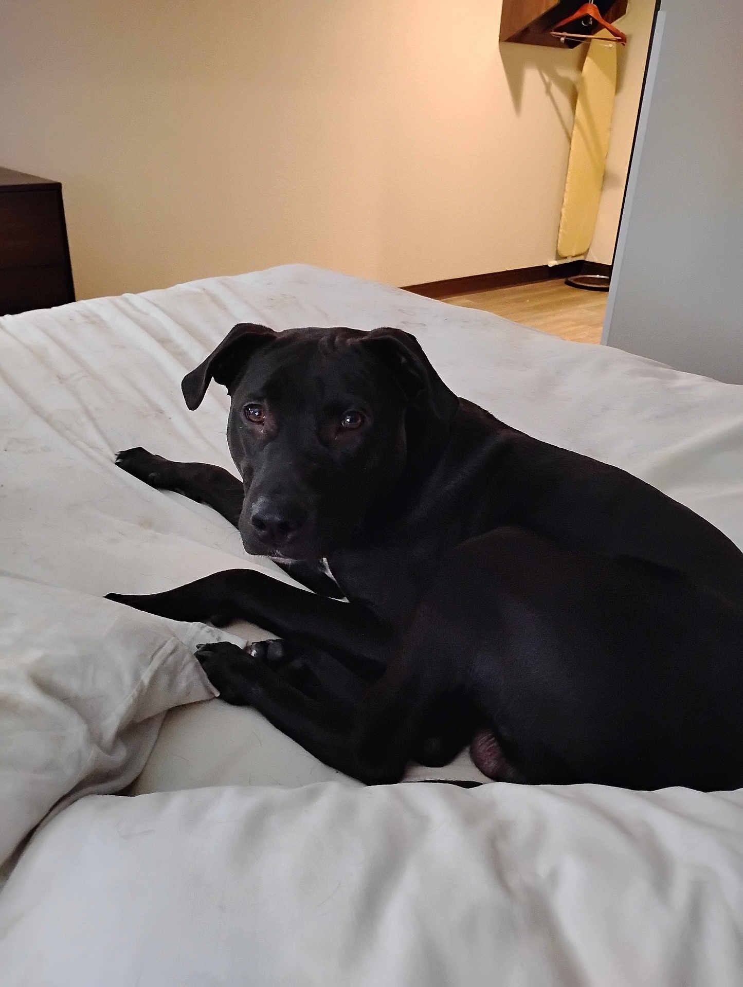 Rocky is registered to the contest to win money with this photo: dog, black_dog, bed, white_bed, pillow, indoor, room, wooden_floor, furniture, ironing_board, dresser, pet, animal, canine, resting, looking, curious, cozy, domestic, household