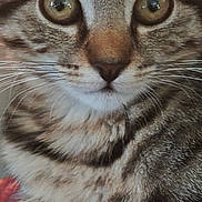 Tara participe au concours pour gagner de l'argent avec cette photo : cat, kitten, tabby, close_up, animal, pet, whiskers, fur, eyes, cute, young, striped, mammal, indoor, face, portrait, feline, curious, soft, adorable