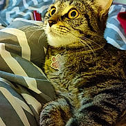 Bella a rejoint le concours — aidez-le/la à gagner de superbes lots ! abyssinian, animal, architecture, bed, bedroom, blanket, cat, couch, cushion, furniture, homedecor, indoors, kitten, linen, manx, person, pet, quilt, room, sleeping