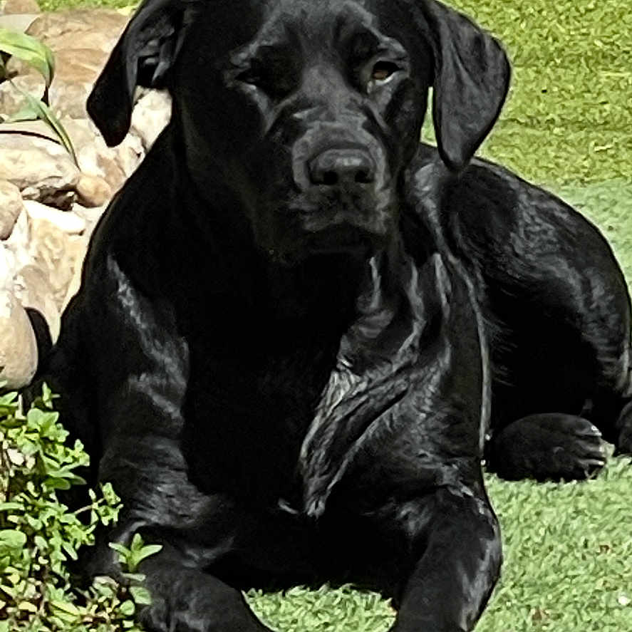 Bibble participe au concours pour gagner de l'argent avec cette photo : animal, boxer, bulldog, canine, dog, grass, greatdane, hound, labradorretriever, path, pet, pitbull, plant, pointer, pug, puppy, slate, walkway