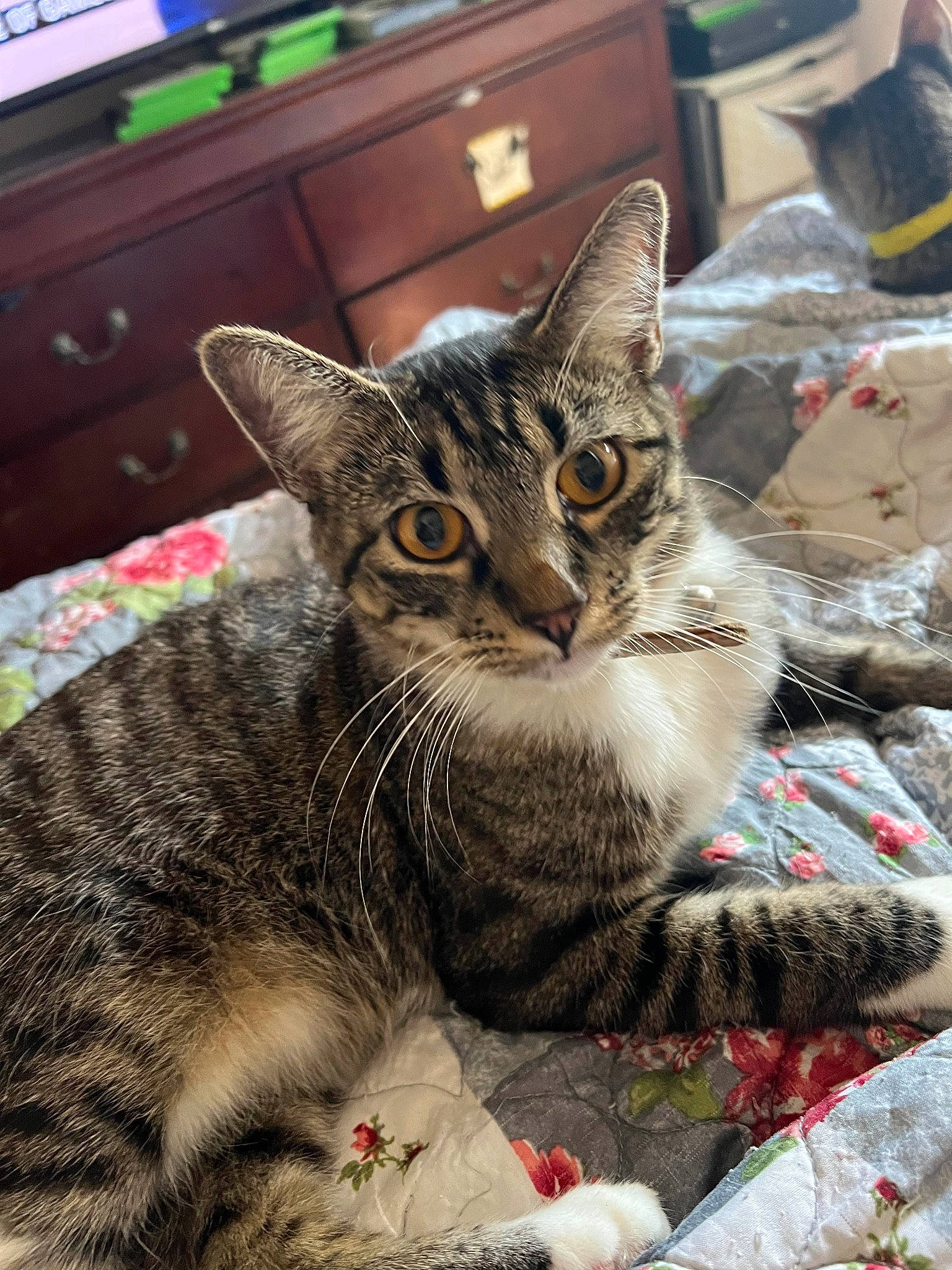 Jackie Chan is registered to the contest to win money with this photo: cabinetry, carnivore, cat, chest, chest_of_drawers, chiffonier, claw, cupboard, domestic_short_haired_cat, drawer, dresser, felidae, fur, paw, sitting, small_to_medium_sized_cats, snout, terrestrial_animal, tree, whiskers