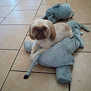 Remi joined the competition — help win amazing prizes! animal, brown_and_white, companionship, cute, dog, domestic_animal, elephant_toy, floor, fur, indoor, laying_down, looking_at_camera, pet, plush_toy, relaxed, short_hair, small_dog, stuffed_animal, tile_floor, toy