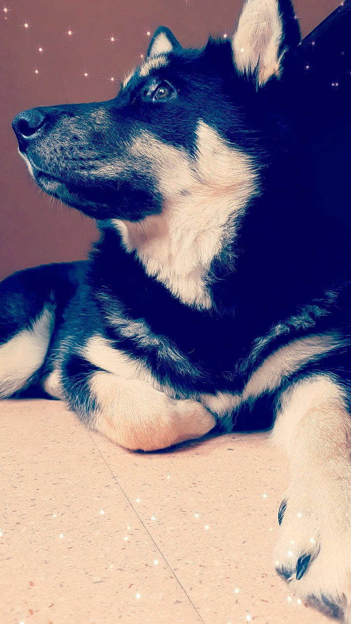 Roxane a rejoint le concours — aidez-le/la à gagner de superbes lots ! alaskan_malamute, canidae, carnivore, companion_dog, dog, dog_breed, lapponian_herder, mammal, puppy, rare_breed_dog, siberian_husky, snout, vertebrate