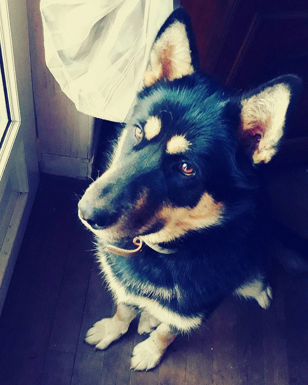 Roxane participe au concours pour gagner de l'argent avec cette photo : canidae, carnivore, dog, dog_breed, lapponian_herder, mammal, norwegian_elkhound, nose, puppy, seppala_siberian_sleddog, snapshot, snout, vertebrate, whiskers