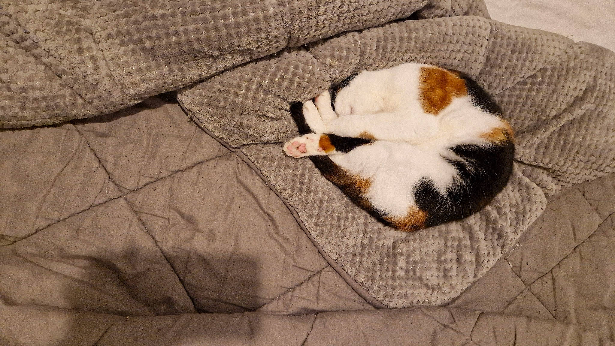 Shanel participe au concours pour gagner de l'argent avec cette photo : canidae, carnivore, cat, cat_supply, comfort, domestic_short_haired_cat, fawn, felidae, flooring, fur, grey, hardwood, linens, pattern, small_to_medium_sized_cats, snout, tail, textile, whiskers, wood