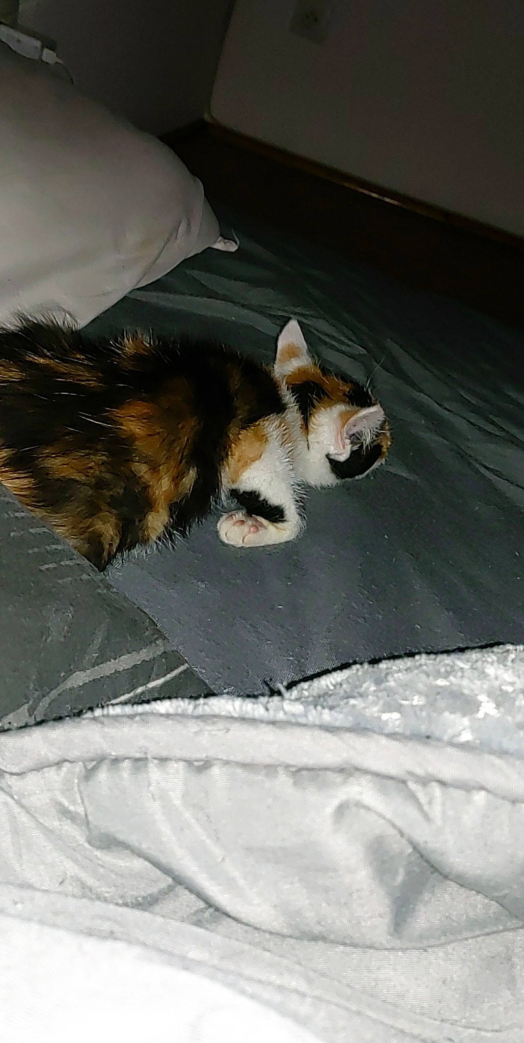 Shanel a rejoint le concours — aidez-le/la à gagner de superbes lots ! canidae, carnivore, claw, comfort, companion_dog, dog, dog_breed, fawn, felidae, flooring, foot, fur, paw, small_to_medium_sized_cats, snout, sporting_group, tail, terrier, toy_dog, whiskers