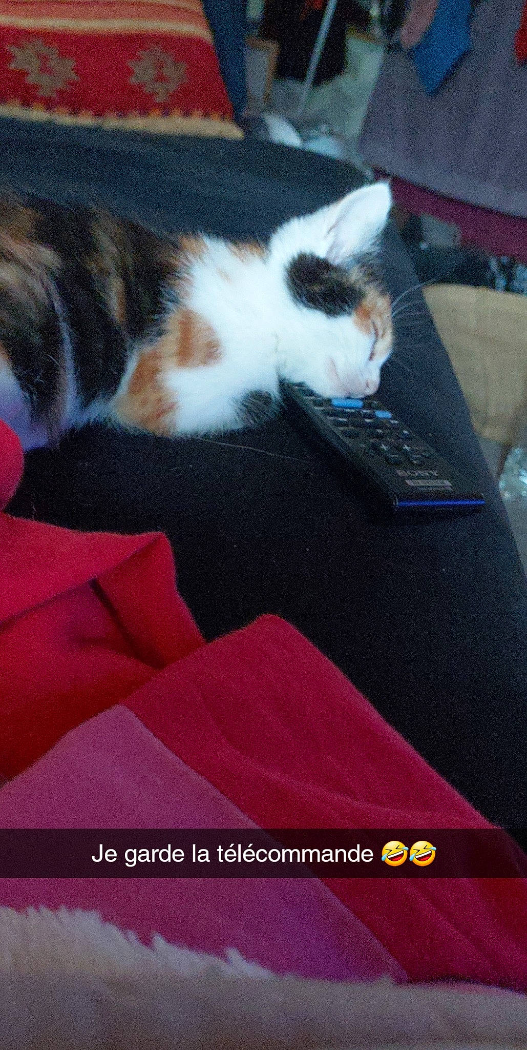 Shanel a rejoint le concours — aidez-le/la à gagner de superbes lots ! box, carmine, carnivore, cat, comfort, domestic_short_haired_cat, felidae, flooring, font, fur, lap, linens, magenta, paw, publication, room, sky, small_to_medium_sized_cats, tail, whiskers