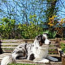 Hermione a rejoint le concours — aidez-le/la à gagner de superbes lots ! animal, australian_shepherd, bench, blue_sky, canine, daylight, dog, fur, garden, grass, greenery, leaves, nature, outdoor, park, pet, relaxing, sunlight, tree, wood