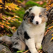 Hermione participe au concours pour gagner de l'argent avec cette photo : animal, autumn, blue_eye, closeup, colorful, curious, cute, dog, fall, forest, fur, leaves, nature, outdoor, pet, portrait, puppy, rocks, sitting, young_animal